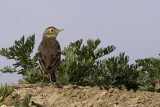 American Pipit