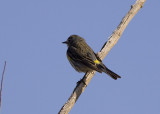 Yellow-rumped Warbler Myrtle Warbler