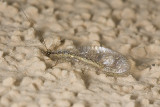 Lonely Lacewing  (Eremochrysa  sp)