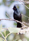 Phainopepla