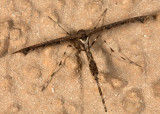Plume Moth (<em>Amblyptilia</em>)