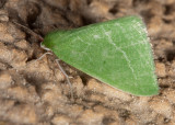 Emerald Moth (<em>Dichorda sp.</em>)