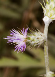 Cobwebby Thistle (<em>Cirsium californicum occidentale</em>)