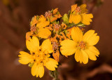 Golden Yarrow (<em>Eriophyllum confertiflorum confertiflorum</em>)