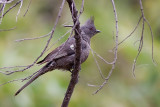 Phainopepla - female