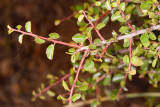 Spiny Redberry (<em>Rhamnus crocea</em>)