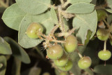 Big-berry Manzamita (<em>Arctostaphylos glauca</em>)