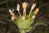 Grand Collomia (<em>Collomia grandiflora</em>)
