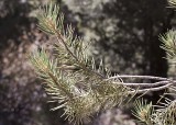 Single-leaf  Pinyon Pine (<em>Pinus monophylla</em>)