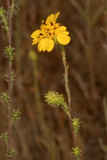 Graceful Tarplant (<em>Holocarpha virgata elongata</em>)