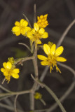 Graceful Tarplant (<em>Holocarpha virgata elongata</em>)