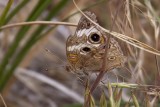 Common Buckeye (<em>Junonia coenia</em>)