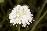 Globe Gilia (<em>Gilia capitata abrotanifolia</em>)