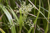 Pacific Rush (<em>Juncus effusus austrocalifornicus</em>)