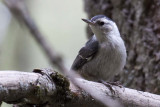 White-breasted Nuthatch