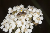 Yarrow (<em>Achillea millefolium</em>)