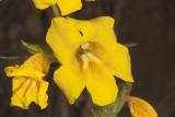 Wide-throat Monkeyflower  (<em>Diplacus brevipes</em>)