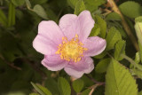 California  Rose (<em>Rosa californica</em>)