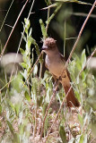 Ash-throated Flycatcher