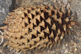 Coulter Pine (<em>Pinus coulteri</em>) - cone
