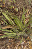 Common Plantain (<em>Plantago major</em>)