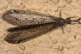 Antlion (<em>Brachynemurus sackeni</em>)