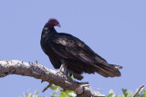 Turkey Vulture