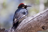 Acorn Woodpecker