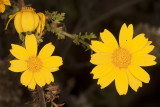 Crown Daisy (<em>Chrysanthemum coronarium</em>)