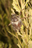 Dusty June Beetle (<em>Parathyce palpalis</em>)