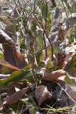 Marsh Rosmary (<em>Limonium califonicum</em>)