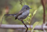 California Gnatcatcher