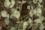 Chinese Caps (<em>Euphorbia crenulata</em>)