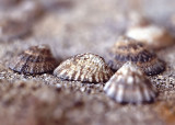 Limpets (<em>Collisella scabra, Lottia gigantea</em>)
