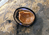 Limpet