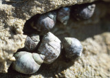Periwinkle (<em>Littorina sp</em>.)