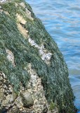 Rockweed (<em>Pelvetia fastigiata</em>)