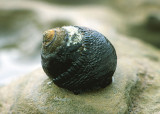 Black Turban Snail (<em>Tegula funebralis</em>)