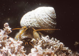 Blue-clawed Hermit Crab (<em>Pagurus samuelis</em>)