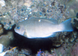 Opaleye (<em>Girella nigricans</em>)