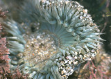 Giant Green Anemone (<em>Anthopleura xanthogrammica</em>)