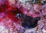 Sea Hare (<em>Aplysia californica</em>)