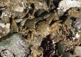 Porcelain Crab (<em>Petrolisthes cinctipes</em>)