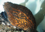 Sea Cucumber (<em>Stichopus parvimensis</em>)