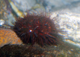 Red Sea Urchin (<em>Strongylocentrotus franciscanus</em>)