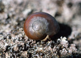 Smooth Brown Turban Snail (<em>Norrisia norrisi</em>)