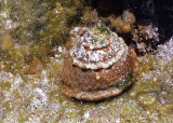 Wavy Top Snail (<em>Astraea undosa</em>)