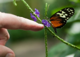 Golden Helicon (<em>Heliconius hecale</em>)