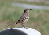 Sage Thrasher