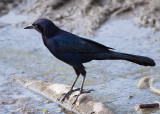 Great-tailed Grackle (<em>Quiscallus mexicanus</em>)